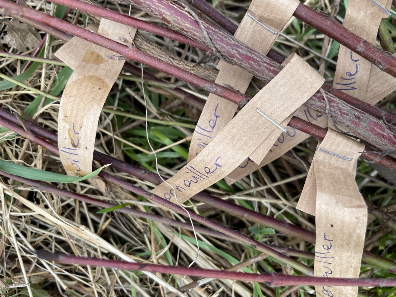 Plantation de haie à la Fabrique des Luddites